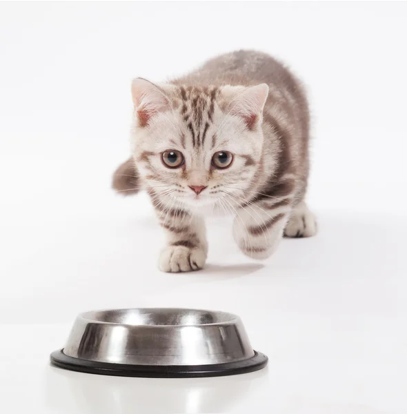 Scottish kitten rushing toward a bowl — Stock Photo, Image