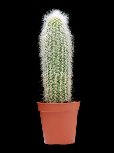 Cactus vase — Stock Photo, Image