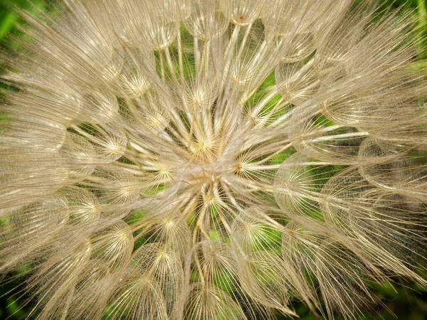 Dandelion macro — Stock Photo, Image