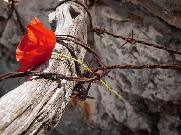 Freiheit oder Tod — Stockfoto