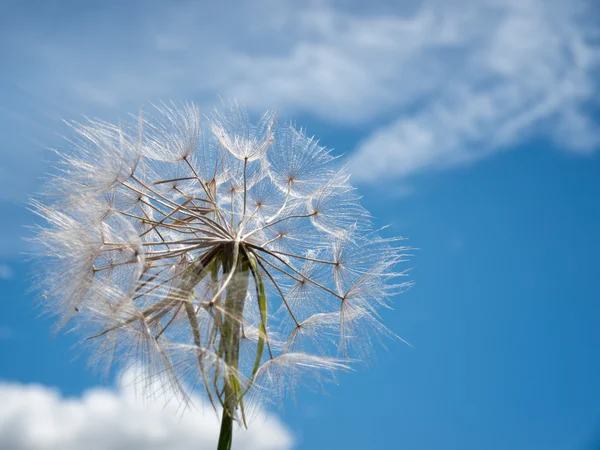 Dandelion on the wind — Stock Photo, Image