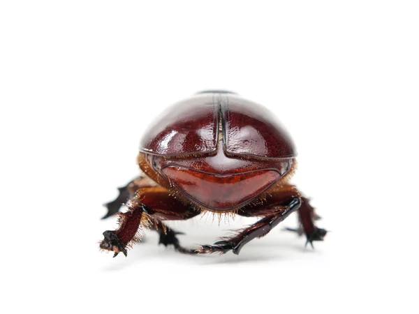 Scarab's back — Stock Photo, Image