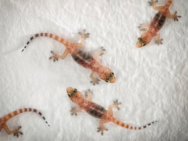 Geckolar