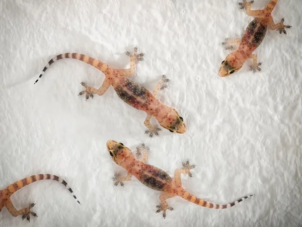 Geckos. — Fotografia de Stock