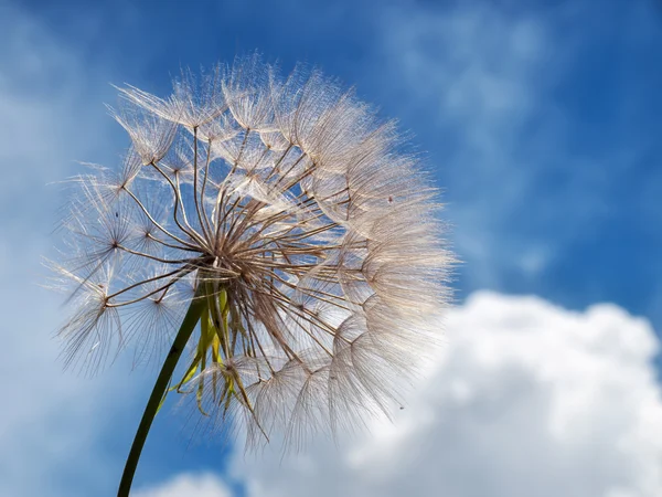 Dandelion and clouds — Stock Photo, Image