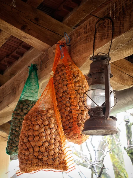 Hazelnuts — Stock Photo, Image