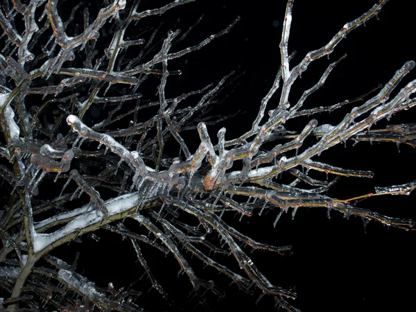 Frozen branches — Stock Photo, Image