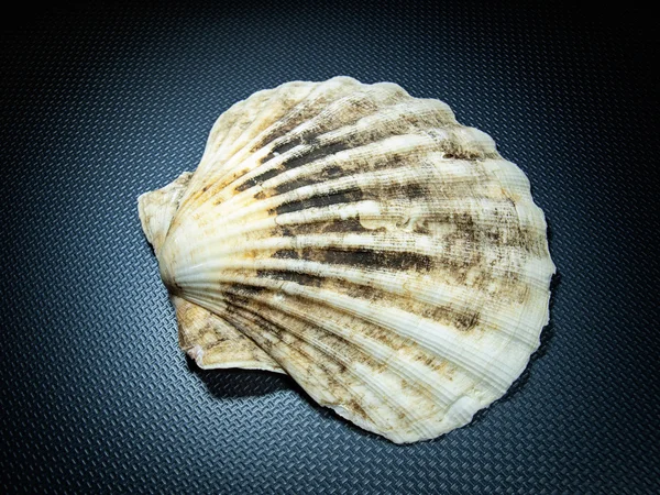 Seashell — Stock Photo, Image