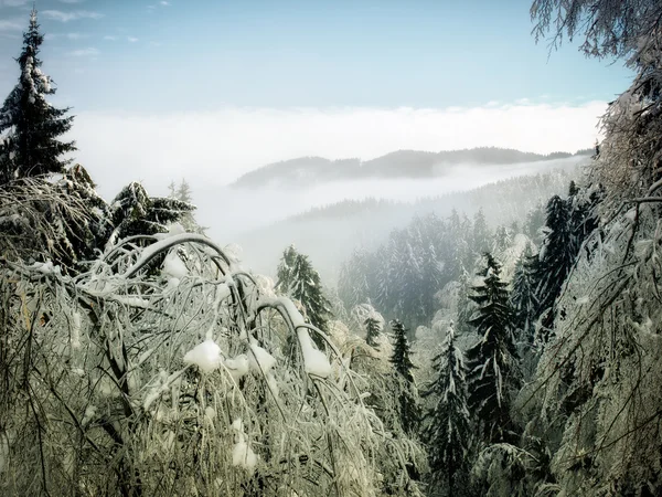 Vinterskog — Stockfoto