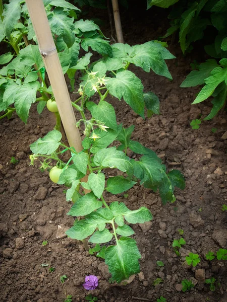 番茄植物 — 图库照片