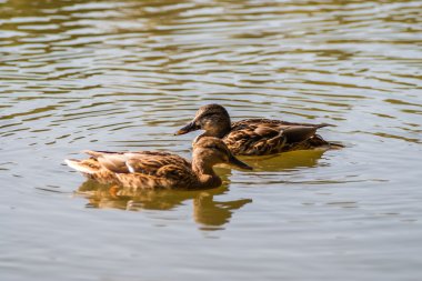 Ördek gölette yüzüyor.