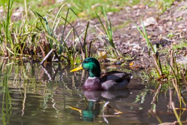 Ördek gölette yüzüyor.