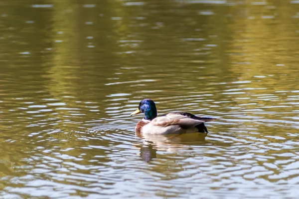 Pato nadando na lagoa — Fotografia de Stock