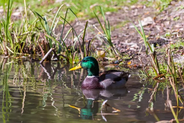 Ördek gölette yüzüyor.