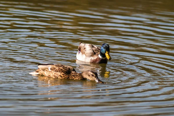 Kachny plavající v jezírku — Stock fotografie