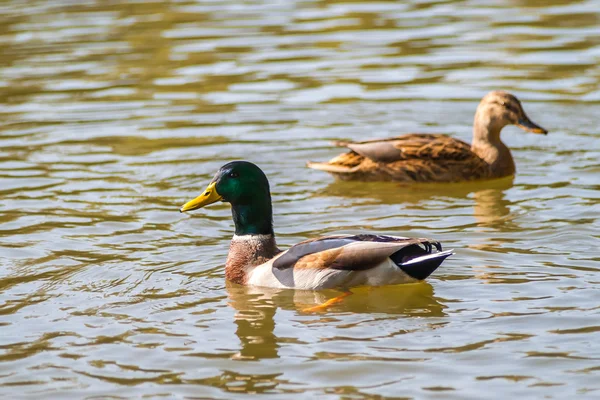 Kachna plavání v rybníku — Stock fotografie