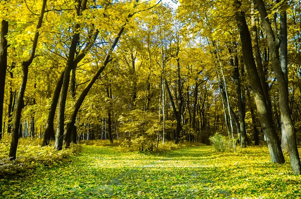 Estrada em um parque no outono — Fotografia de Stock