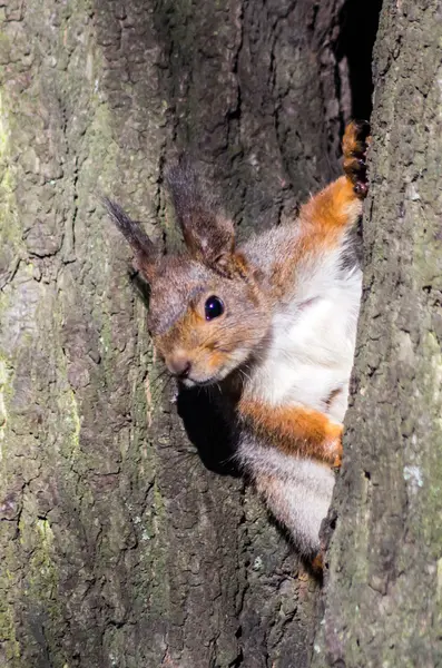 Wiewiórka siedzi na drzewie — Zdjęcie stockowe