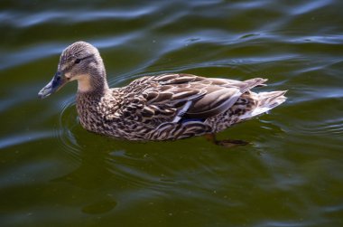 Ördek gölette yüzüyor.