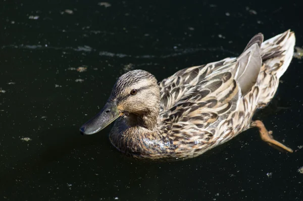 Eend zwemmen in de vijver — Stockfoto