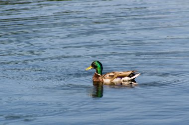 Ördek gölette yüzüyor.