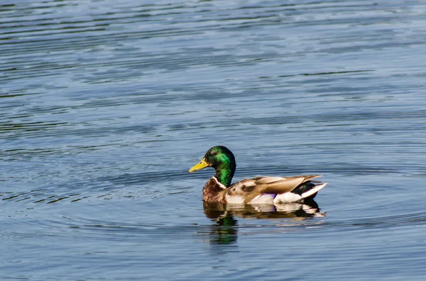 Ente schwimmt im Teich — Stockfoto