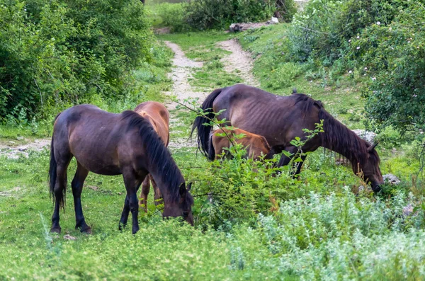 四匹马在山中放牧 — 图库照片