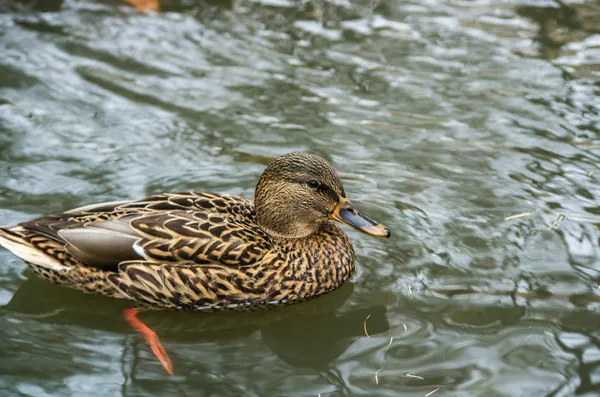 Kachna plavání v rybníku — Stock fotografie