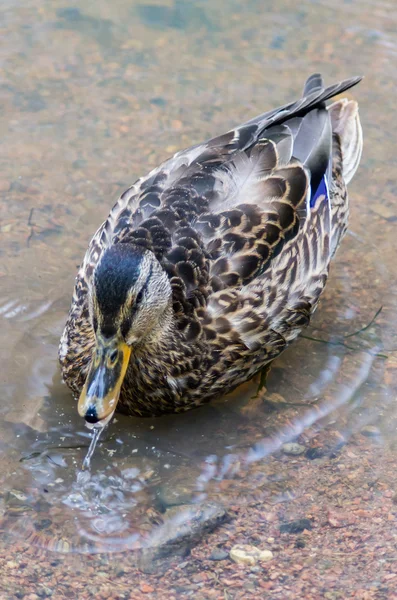 Kachna plavání v rybníku — Stock fotografie