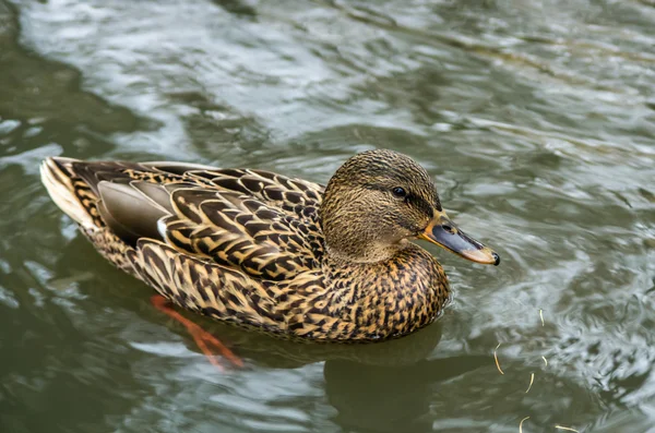 Kachna plavání v rybníku — Stock fotografie