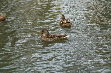 Ördek gölette yüzüyor.