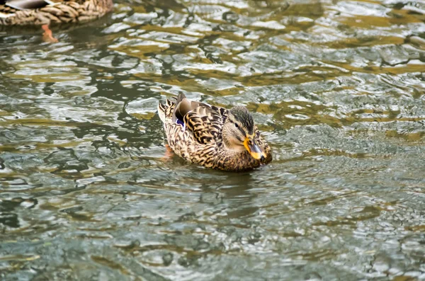 Ente schwimmt im Teich — Stockfoto