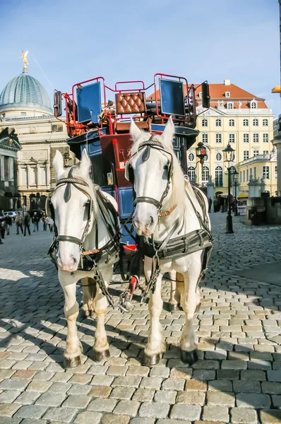 Two horses harnessed to the carriage — Stock Photo, Image