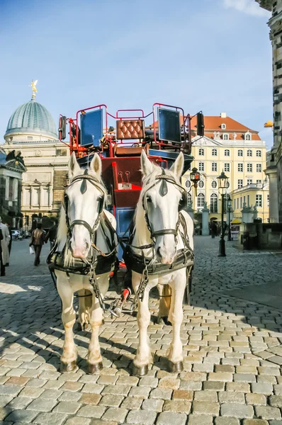 Dwa konie zaprzęgnięte do powozu. — Zdjęcie stockowe