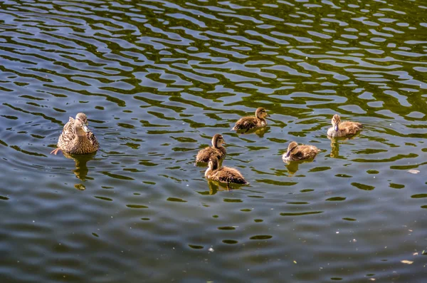 Pato com patinhos nadando na lagoa — Fotografia de Stock