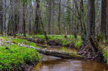 Bir ormandaki nehir görüntüleyin