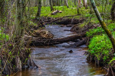 Bir ormandaki nehir görüntüleyin