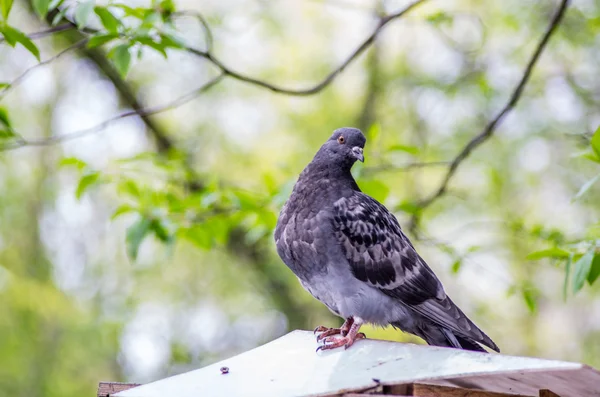 Sièges à pigeons sur une clôture — Photo