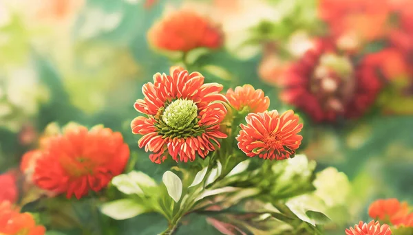 Digital Art Background Fresh Floral Background Chrysanthemum Flowers Red Orange — Stockfoto