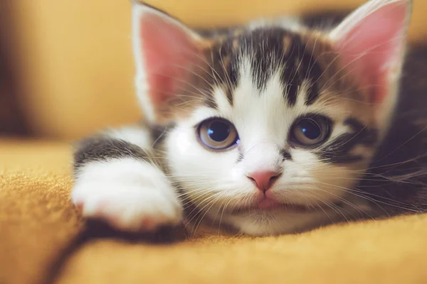 Render Cute Kitten Lazy Asleep Floor Selective Focus Blur — Zdjęcie stockowe