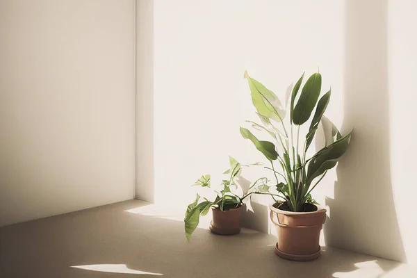 White empty room with plant. Room interior 3d illustration.