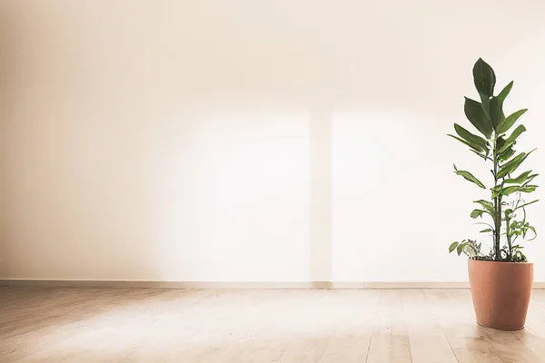 White Empty Room Plant Room Interior Illustration — Stock Photo, Image