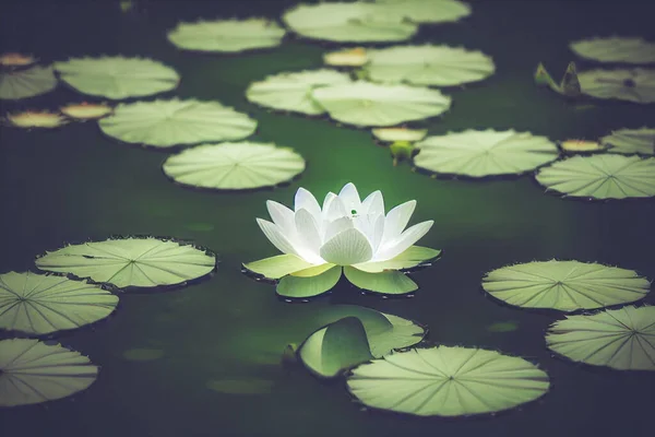 Illustration White Lotus Flower Pad Pond Isolated Blur Background Loy — ストック写真