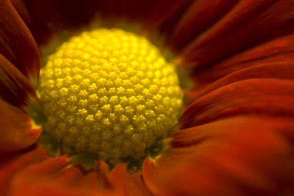 Makro datails stokrotka kwiat — Zdjęcie stockowe