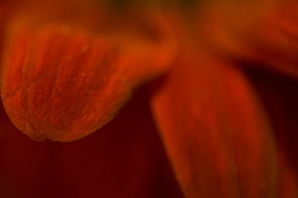 Macro datails van daisy flower — Stockfoto