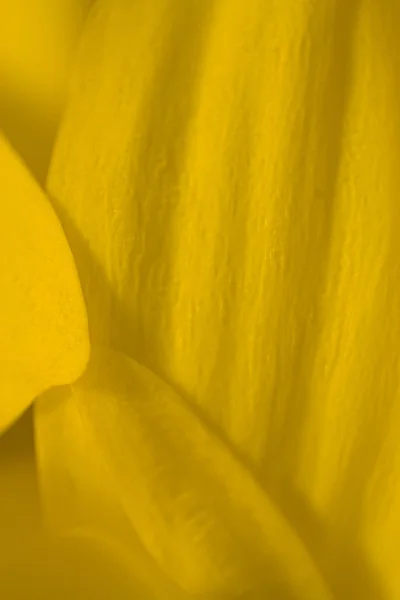 Makro datails stokrotka kwiat — Zdjęcie stockowe