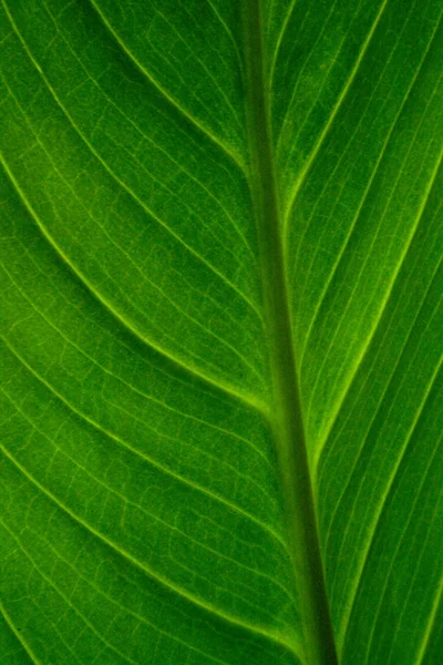 Detal makro zielony liść — Zdjęcie stockowe