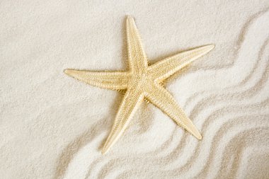 Seastar dalgalı kum zemin