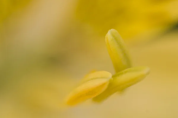 Primeros planos pétalos de flores y pistilos con fondo de polen — Foto de Stock