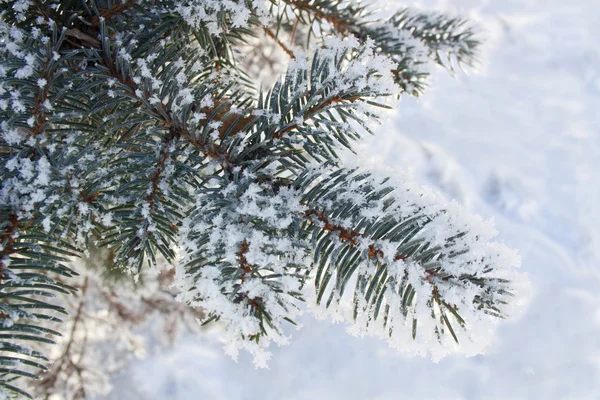 Ramas de abeto cubiertas de nieve, rama de abeto en la nieve, fondo — Foto de Stock